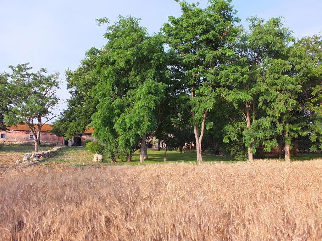 شقة Agriturismo Casal Taccone تاركوينيا الغرفة الصورة